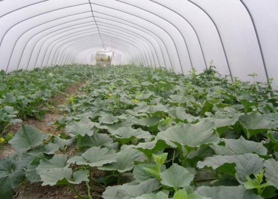 早佳8424西瓜种植方法,8424西瓜种植的方法和技术