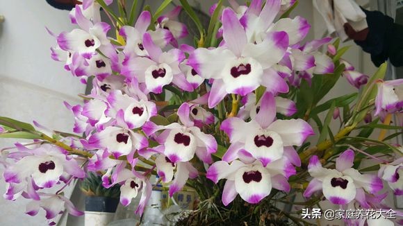 新手玩花卉应先入手哪些品种,新手种花适合养哪些花且活的久