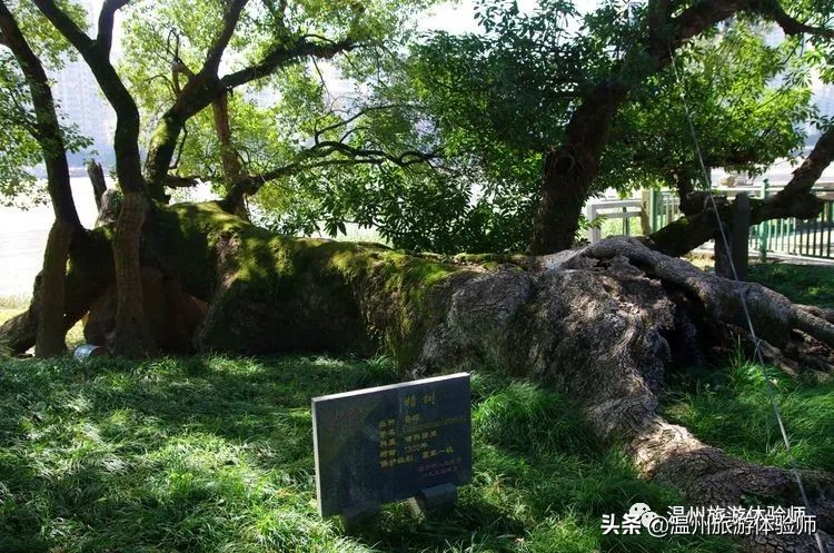 温州江心屿视频,游温州江心屿