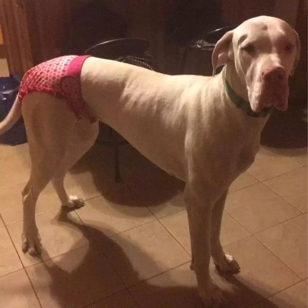 狗狗生理期突然来袭,铲屎官动手DIY,真是不给汪留一点情面