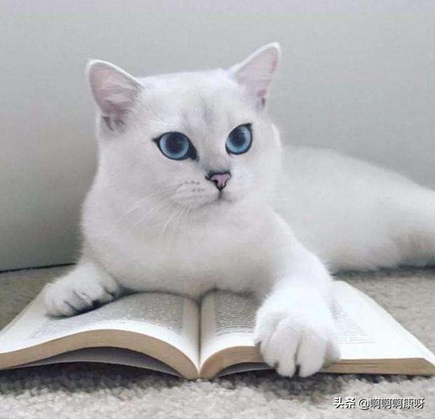 猫咪也爱美搞笑,猫咪戴上美瞳之后气质大变