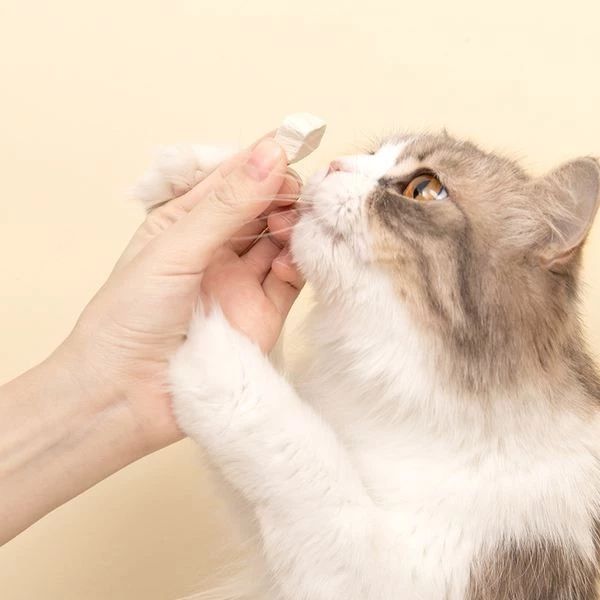 猫为什么不能多吃谷物,猫咪喜欢吃狗粮怎么办