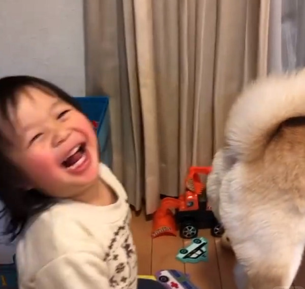 小女孩偷闻柴犬的屁股,她闻完开心大笑,妈妈无语:不臭吗