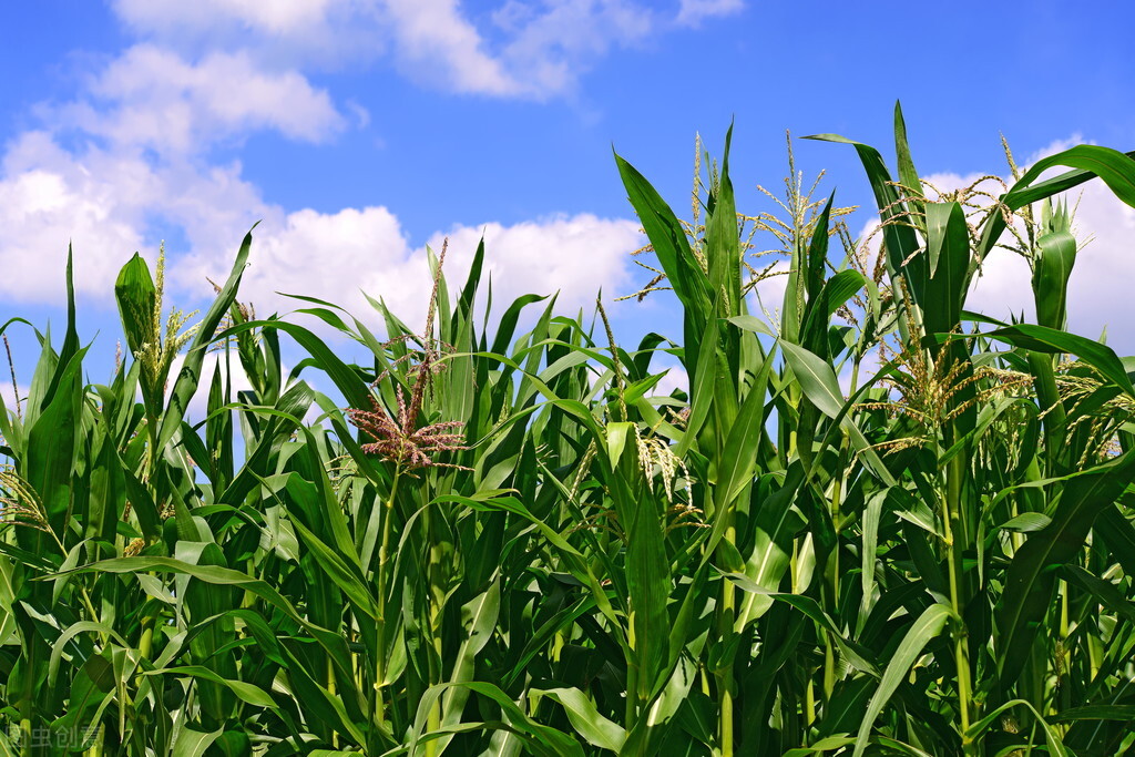 养牛的技术及饲料配比,养牛技术及羊的养殖方法