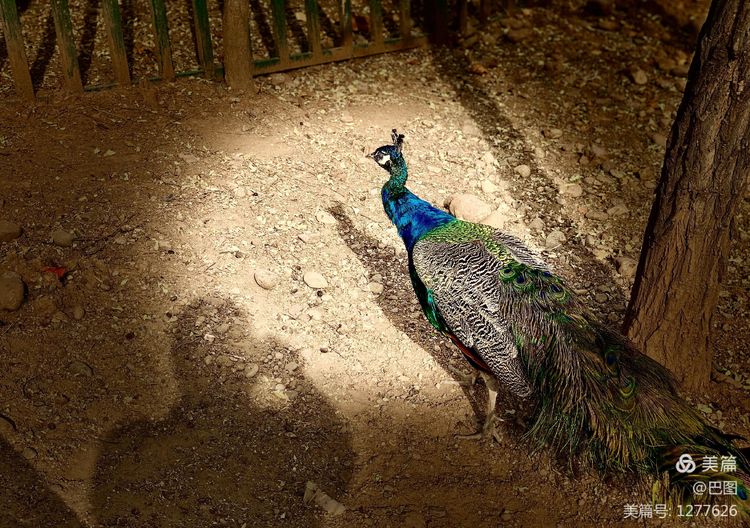 洛阳市宜阳凤凰岭射箭,宜阳县凤凰岭体育基地