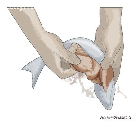 野外生存抓到猎物在哪处理,野外生存简易捕猎的方法