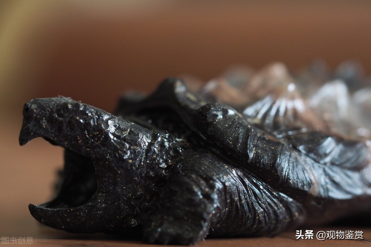 鳄龟生活环境小会影响它的生长吗,鳄龟多大才会放慢生长速度