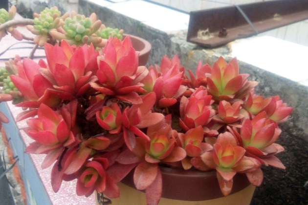 火祭怎么养成绿色的了,火祭夏天怎么养才能长得快