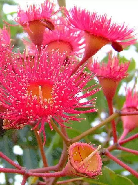 桉树风景图片,西澳桉树花