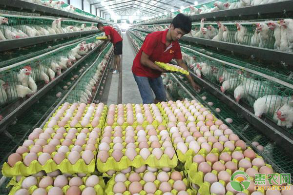 蛋鸡软壳蛋,产蛋鸡养鸡技术