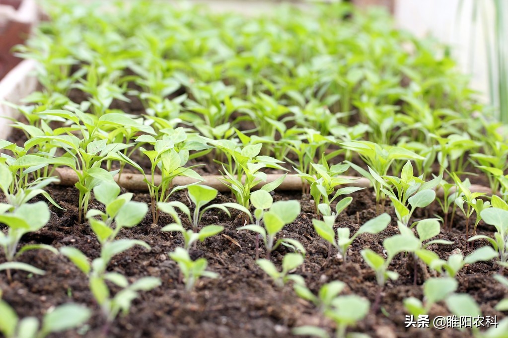 蔬菜种植如何防治蚜虫,蔬菜种植怎样防虫害