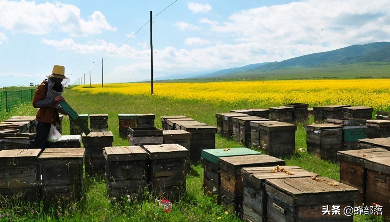 蜜蜂秋繁快速繁蜂法和喂养方法,蜜蜂春繁多久可以采蜜