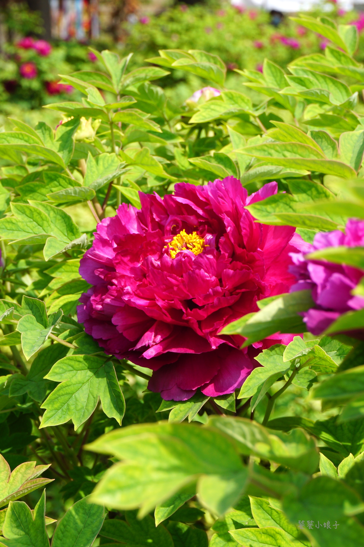 自驾游去洛阳看牡丹攻略,谁家牡丹甲天下