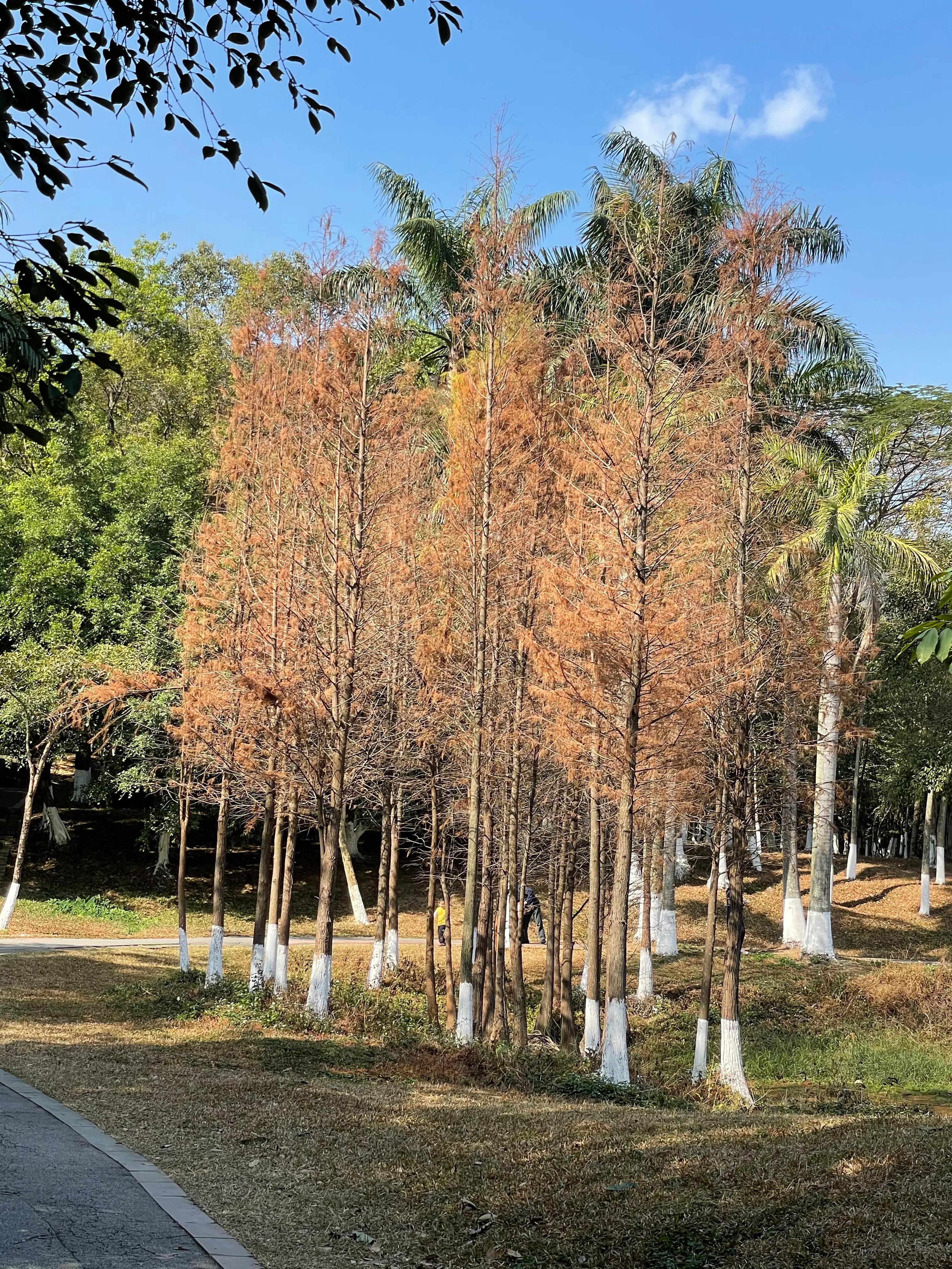 东莞旗峰公园爬山打卡,东莞人的公园