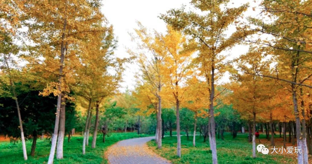 北京红螺寺银杏最佳观赏时间,北京赏银杏景区有哪些