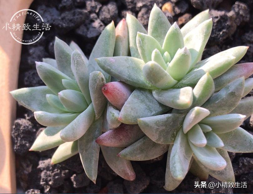 出去旅游怎么给植物浇水,外出旅游家里盆栽植物怎么管理