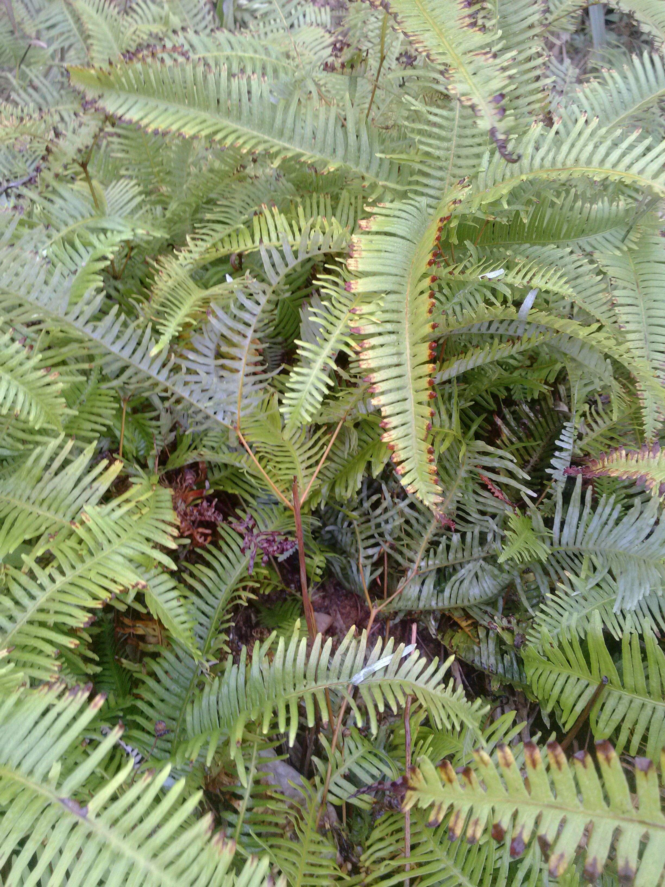 芒萁骨图片,民间中草药芒萁的药用功能