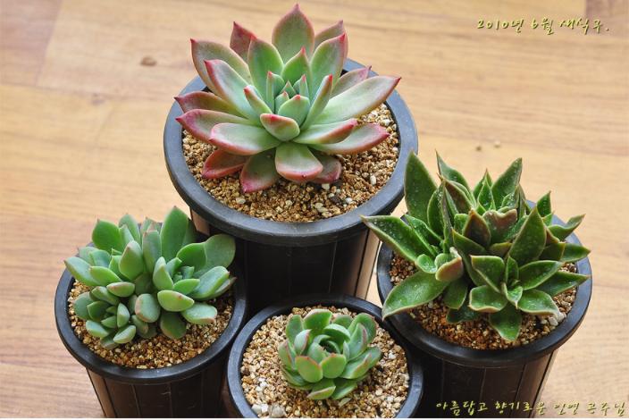 多肉公主艺术造型,韩国画多肉的女孩