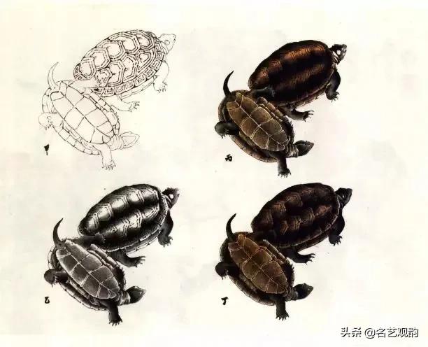 老人与龟国画,国画技法怎样画龟