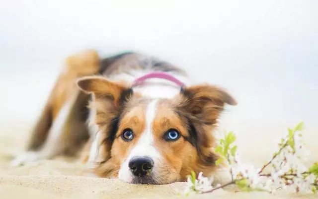 怎样训练狗狗不在家乱拉乱尿,狗狗一岁了还到处乱尿怎么办