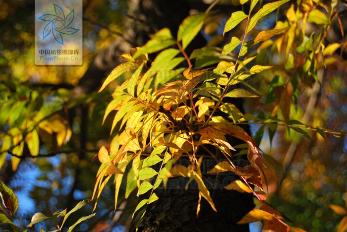 缤纷秋色枫树,树叶金黄色的风景树有哪些
