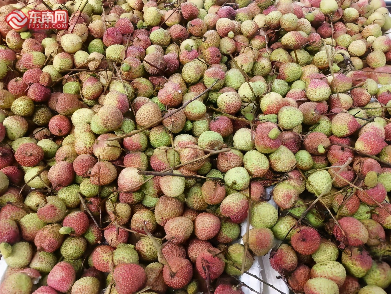 无核荔枝是真的吗,无核荔枝分有早熟和迟熟吗