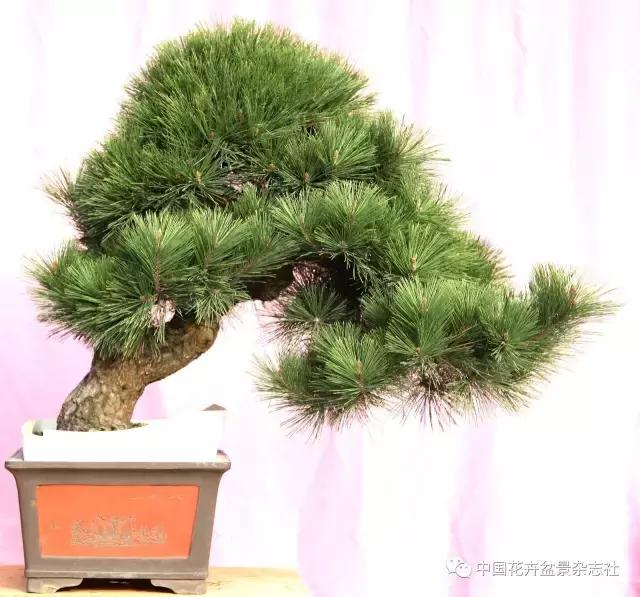 盆景黑松造型欣赏 (黑松盆景造型实例大全)