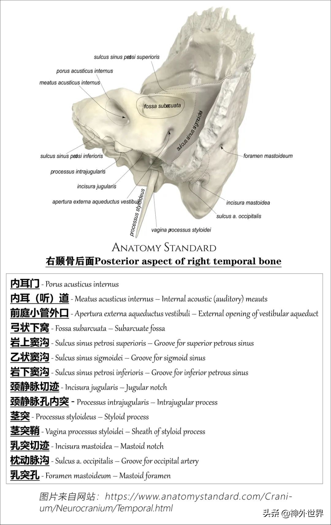 颞骨解剖,颞肌解剖讲解
