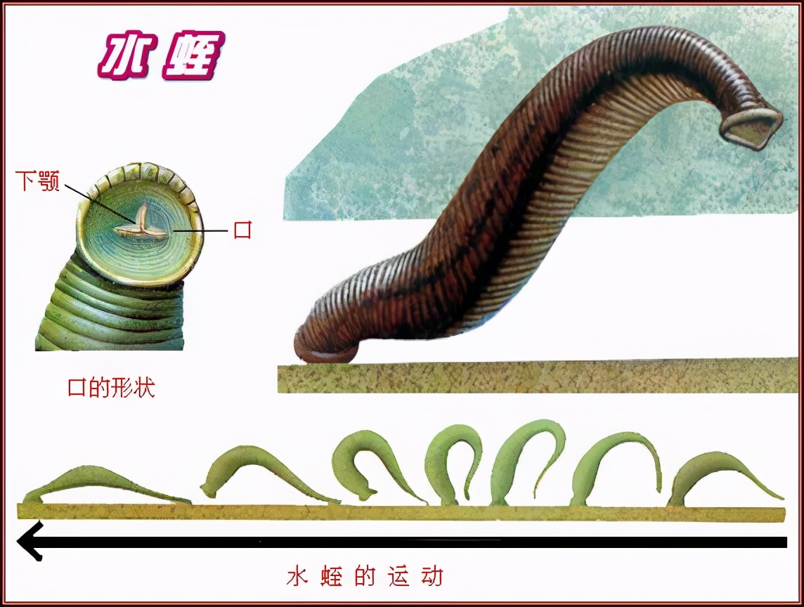 水蛭被吃进肚子里会存活吗,水蛭被人吃进肚子里它能活多久