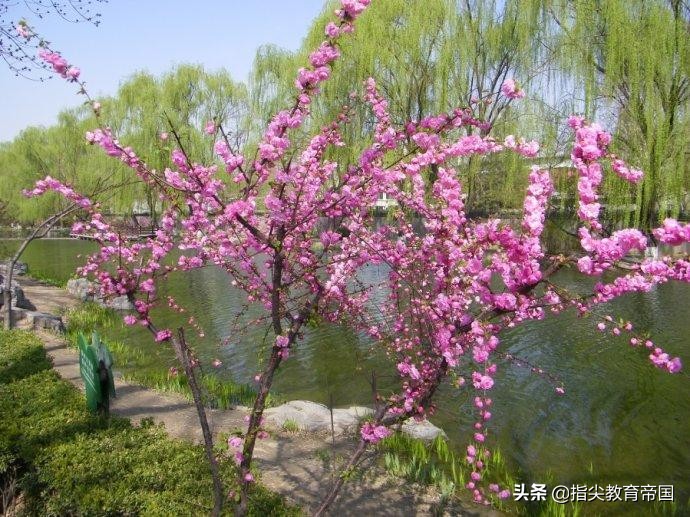 寒假一线老师提前备课,二年级《找春天》,重点赏析文章启萌写作