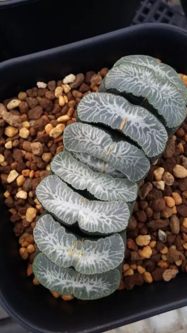 水晶的多肉植物有哪些品种,像水晶的多肉植物图片