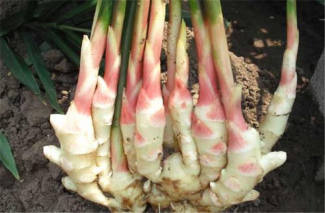 无公害生姜,生姜高产栽培种植技术要点是什么