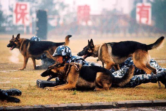 德国牧羊犬的5大缺点,德国牧羊犬的缺点和优点