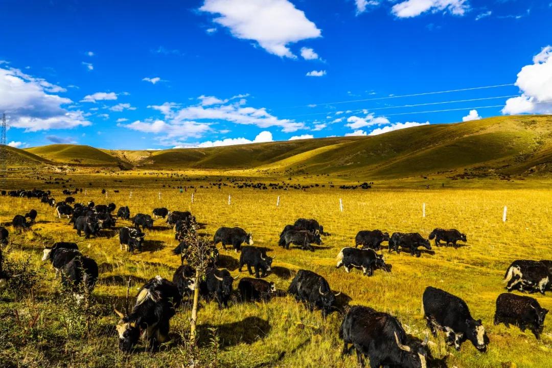 60年一遇辛丑年极简史,历史上辛丑年大事表图