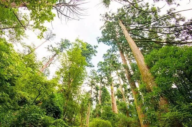 走进十大名山之天目山,松江这五座山你攀登过几处