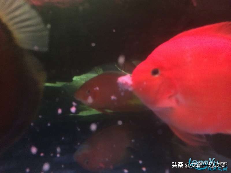 手把手教你做龙鱼最强营养秘方食谱--鲜虾牛肉狮子头，别馋哈