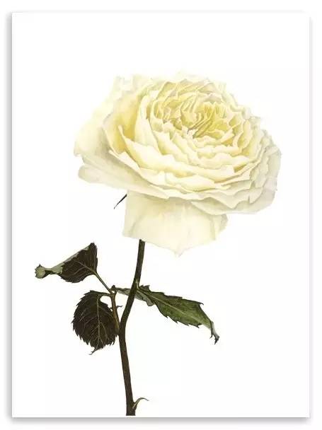 超写实绘画真实吗,超写实的植物绘画