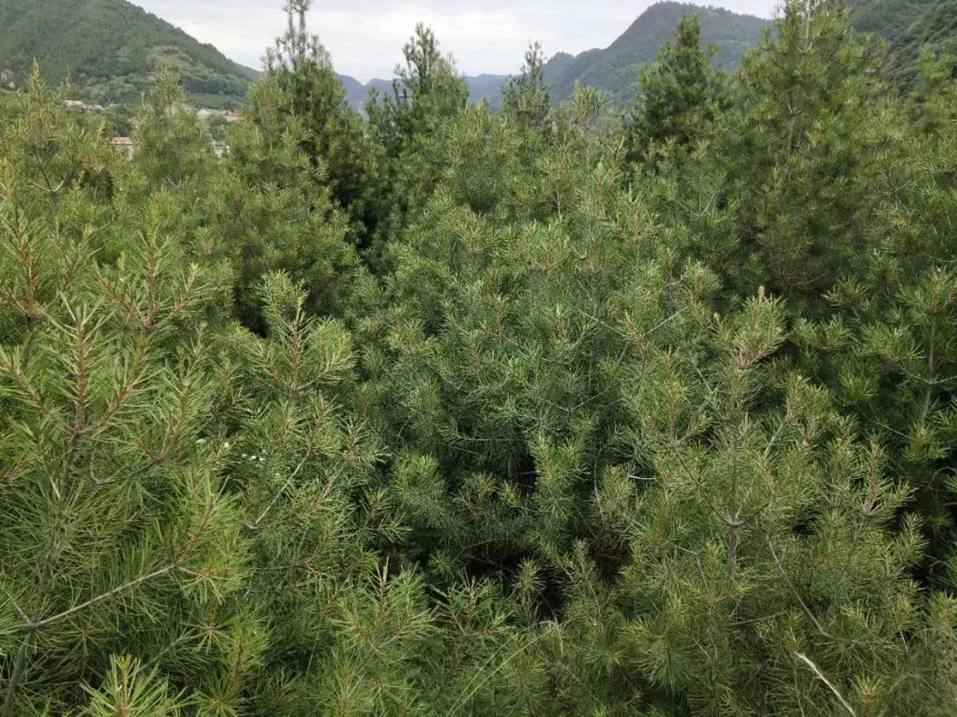 碧桂园扶贫,碧桂园扶贫江苏