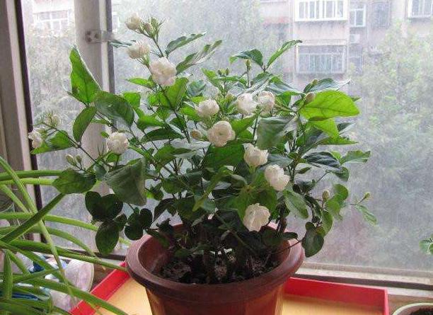 养花时三种药片的作用,养花必备3种常用药