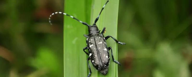 大树上有天牛怎么治疗,树干内的天牛用什么药防治