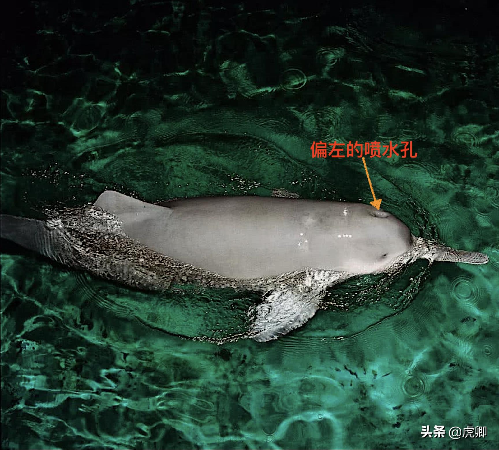 长江江豚死亡最新消息,今年长江江豚灭绝没