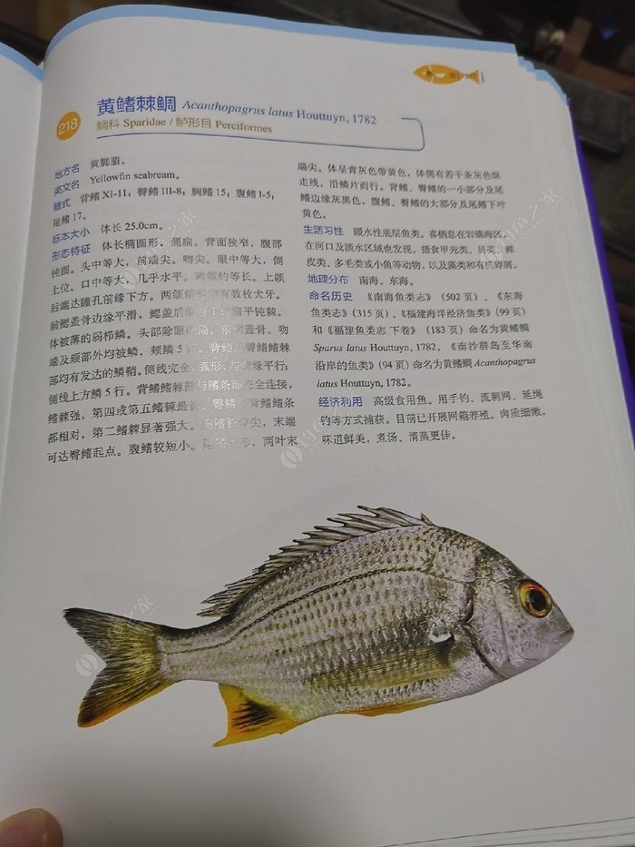 矶钓一竿远,精彩矶钓