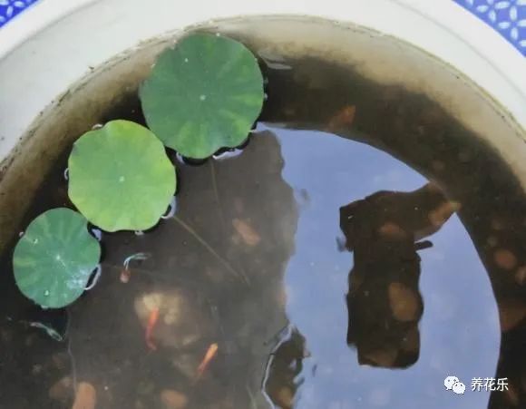 碗莲种子栽种一年没开花,碗莲种子光在水里不放土能开花吗