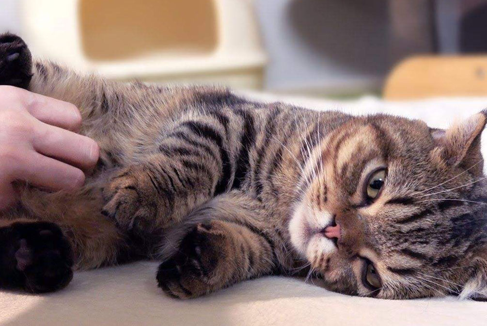 猫的耳朵好像发热是怎么回事,猫为什么耳朵热