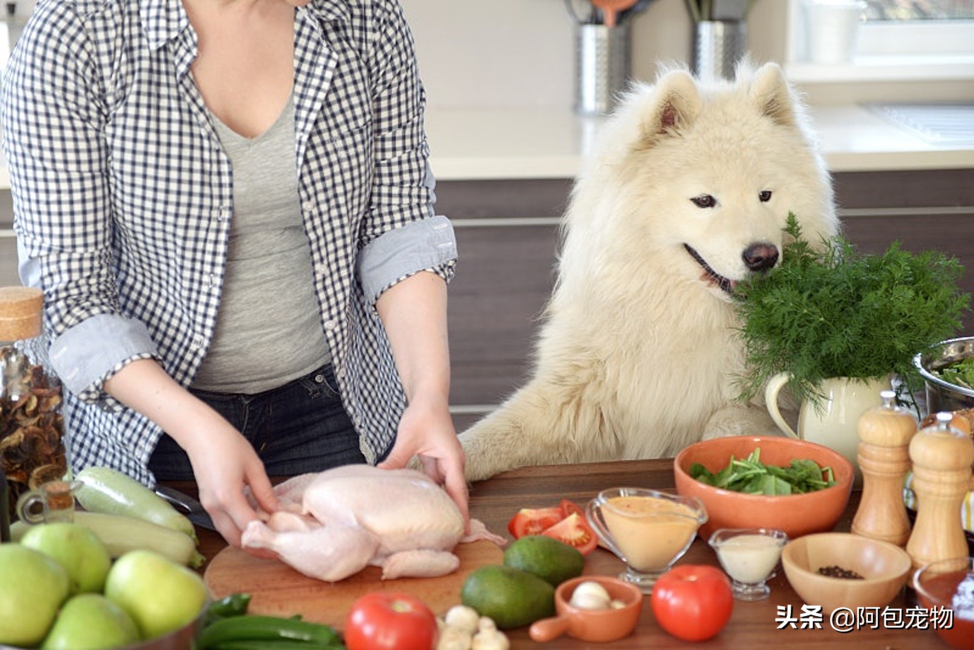 「垂耳狗注意」狗狗耳朵易感染7个方法教你预防