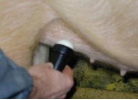 母猪产前产后精细化管理,母猪精细化饲喂