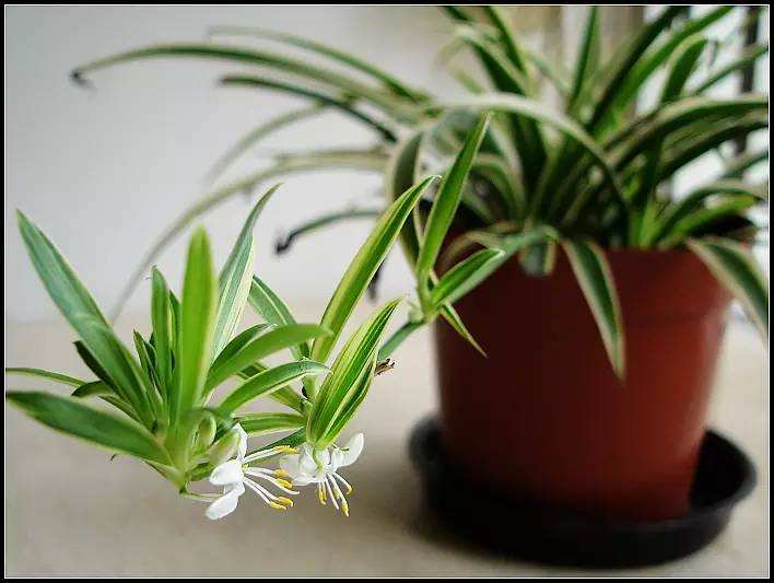 什么花放卫生间能去异味,卫生间养啥花除异味效果好