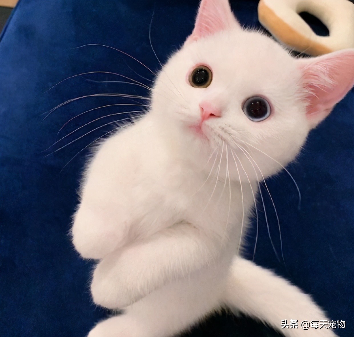 萌猫白猫,白猫的性格特点描写