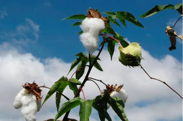 新疆棉花被纯棉花被,被芯新疆长绒棉棉花被