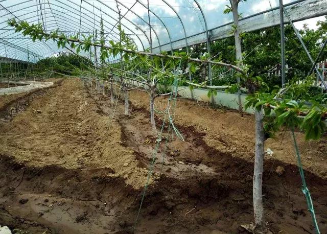 樱桃栽培技术最新视频,大连樱桃气雾栽培技术